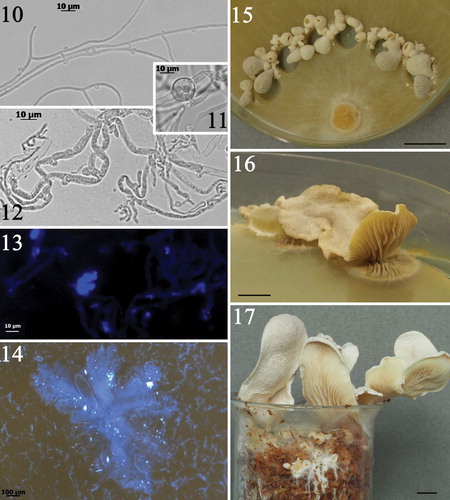 Figs. 10–17. Lignomyces vetlinianus culture characteristics. 10−13. Micromorphology: 10. Margin hyphae. Note prominent clamp connections. LE-BIN 2339. 11. Swelling on aerial hyphae, LE-BIN 2335. 12. Agar-surface hyphae. Note prominent clamp connections. LE-BIN 2335. 13. Crystals on hyphae glowing in UV (no staining added). Bar = 10 μm. LE-BIN 3253. 14. Crystals on mycelial mat. Bar = 100 μm. LE-BIN 2339. 15. Immature basidiomata on cut edges of agar. LE-BIN 2339. Bar = 10 mm. 16. Mature basidioma producing abundant spore print on agar surface, LE-BIN 2339. Bar = 10 mm. 17. Basidiomata produced on birch sawdust, LE-BIN 3253. Bar = 10 mm.