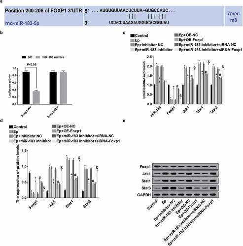 Figure 8. Inhibited miR-183 inactivates the Jak/Stat signaling pathway in EP rats by targeting Foxp1. (a), predicted binding sites of miR-183 on Foxp1 3ʹUTR; (b), detection of luciferase activity between miR-183 on Foxp1; (c), the expression of miR-183, Foxp1, Jak1, Stat1, and Stat3 was detected by RT-qPCR; (d), statistical results of protein expression of Foxp1, Jak1, Stat1, and Stat3; (e), protein bands of Foxp1, Jak1, Stat1, and Stat3, 1–8 indicated the control group, the EP group, the EP + inhibitor NC group, the EP + miR-183 inhibitor group, the EP + oe-NC group, the EP + oe-Foxp1 group, the EP + miR-183 inhibitor + siRNA-NC group and the EP + miR-183 inhibitor + siRNA-Foxp1 group, respectively. * P < 0.05 vs the control group, + P < 0.05 vs the EP + inhibitor NC group, # P < 0.05 vs the EP + oe-NC group, & P < 0.05 vs the EP + miR-183 inhibitor + siRNA-NC group. The experiment was independently repeated for 3 times, the measurement data conforming to the normal distribution were performed as mean ± standard deviation, one-way ANOVA was employed for comparisons among multiple groups, and Tukey’s post hoc test was used for pairwise comparisons after one-way ANOVA