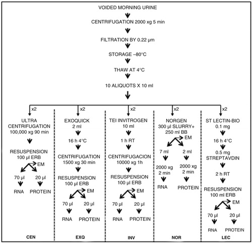 Fig. 1.  Experimental design for comparing 5 uEVs enrichment methods. Two 10-ml aliquots of urine from 10 healthy individuals were used to test each of the 5 methods (overall, 100 samples were processed). The final pellet obtained in each case was suspended in 100 µl of Exosome Resuspension Buffer (ERB, Life Technologies) and then divided for RNA, protein and EM analysis at the ratio of 70:20:10. The same ratio was used for NOR extraction, before proceeding to the first centrifugation (see Materials and Methods section for more details).