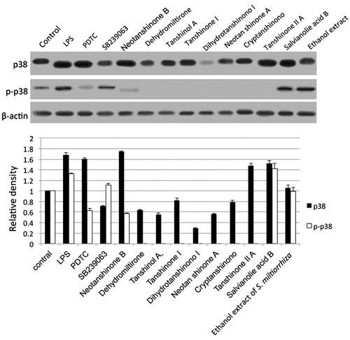 Figure 4. Effect of S. miltiorrhiza active components or ethanol extracts on the p38 pathway in Kupffer cells. Kupffer cells were treated with the indicated compounds or extracts at the indicated concentrations for 24 h as described in Materials and methods. Western blots were used to test p38 and p-p38 expression. The band density was quantified with Total lab software. *p < 0.05, compared with cells treated with LPS alone.