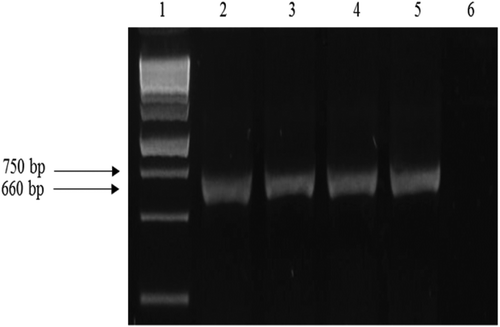 Fig. 2 PCR products obtained from genomic DNA of isolates of Fusarium oxysporum with the primer pair EF-1 and EF-2, viewed on a 1.0% agarose gel. Lane-1 ‘HyperLadder 1kb Plus’; lanes 2–4: isolates from diseased pepper plants; lane 5: purified mycelium of F. oxysporum isolate (positive control); lane 6: negative control.