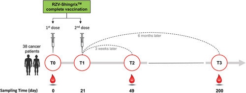 Figure 1. The flowchart illustrates the sampling schedule of the patients enrolled in the study. RZV is given as a two-dose series as shown in the figure.