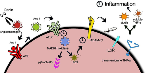 Figure 1. Activation of ACE/Ang II/AT1R pathway and subsequent release of soluble TNFα and sIL6R.