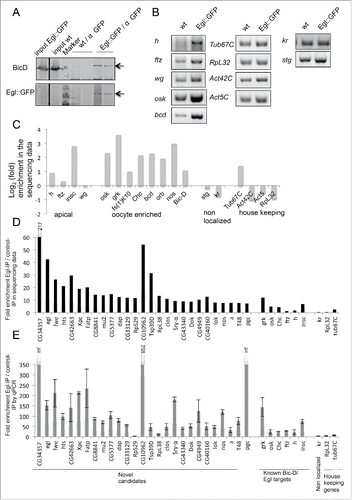 Figure 1. RipSeq protocol retains BicD/Egl complex stability and enriches for known target mRNAs. (A-B) Extracts from Egl::GFP expressing embryos and wt control extracts were subjected to IP with anti-GFP antibodies. Western blotting tested for the presence of the BicD and Egl::GFP (A). Semiquantitative RT-PCR tested for the enrichment of known BicD/Egl mRNA targets and for the lack of enrichment of non-localizing mRNAs and house keeping mRNAs (B). (C) Rip-Seq enrichment of mRNAs from the test set. (D-E) Most top candidate BicD/Egl targets identified by Rip-Seq (D) could be validated by RT-qPCR analysis in an independent IP experiment (E). Error bars represent +/− SD of 2 independent IPs. Note that fold enrichment values of the 2 different experiments cannot be compared directly because they are calculated using different formulas (see methods). Nevertheless, enrichments in the Egl::GFP IPs relative to mock IPs is reproducible.