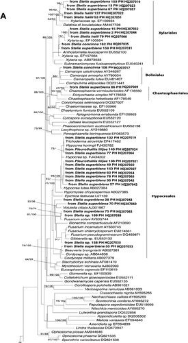 Figure 1. (A and B) Phylogenetic placement of ascomycete sequences obtained from the velamen of Stelis hallii, Stelis superbiens, Stelis concinna, Pleurothallis lilijaeand Stelis sp. Tree inferred from nuclear rDNA coding for the 5'-terminal domain of the large ribosomal subunit (nucLSU) using a maximum likelihood analysis implemented in RaxML with the GTRMIX algorithm. Numbers on branches designate Bayesian MCMC estimates of posterior probabilities and ML values (only values exceeding 50% are shown). The tree was rooted with Saccharomyces cerevisiaeEU649673.