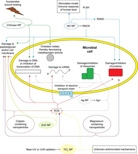 Figure 4 Multiple mechanisms of antimicrobial action of Ag NPs, ZnO NPs, copper-containing nanoparticles and Mg NPs are separately exhibited.Note: Reprinted from Adv Colloid Interface Sci. 166(1–2). Dallas P, Sharma VK, Zboril R, Silver polymeric nanocomposites as advanced antimicrobial agents: classification, synthetic paths, appli cations, and perspectives, 119–135, Copyright 2011, with permission from Elsevier.37Abbreviations: Ag NPs, silver nanoparticles; Mg NPs, magnesium-containing nanoparticles; NP, nanoparticle; ROS, reactive oxygen species; UV, ultraviolet; ZnO NPs, zinc oxide nanoparticles.