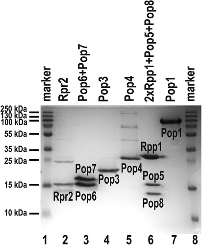 Figure 2. Isolation of protein components of yeast RNase P. Protein Pop1 was co-expressed with Pop4, but purified separately [Citation7,Citation9]; proteins Rpr2, Pop3, and Pop4 were expressed and purified individually [Citation7]; complexes Pop6/Pop7 and 2×Rpp1/Pop5/Pop8 were obtained using co-expression of corresponding protein components [Citation7,Citation10]. Lanes 1, 8: size marker; lane 2: Rpr2; lane 3: Pop 6/Pop7 complex; lane 4: Pop3; lane 5: Pop4; lane 6: 2×Rpp1/Pop5/Pop8 complex; lane 7: Pop1. Coomassie Blue-stained SDS-polyacrylamide gel.