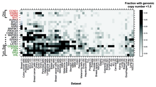 Figure 3. Senescence gene loss evidenced by genomic copy number analysis. Heatmap clustering analysis of SNP array-CGH data from 2654 samples from 53 panels of human tumors and cell lines, to identify sets with a genome copy number lower than 1.5. A sliding scale density gradient was applied. Loci encompassing tumor suppressors CDKN2A, RB1, TP53 and VHL were included as positive controls and oncogenes CCND1, ERBB2, MDM2 and MYC as negative controls. Stars indicate genes closely resembling the tumor suppressor signature.