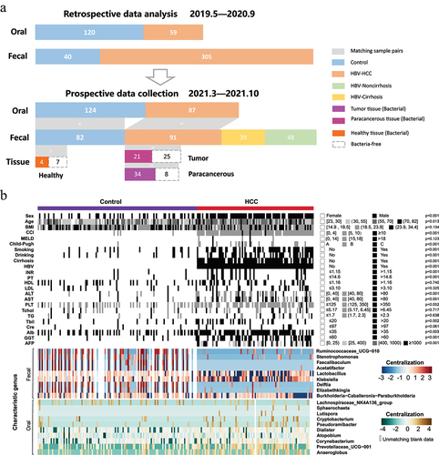 Figure 1. Community analysis of clinicopathological features in the longitudinal study. (a) Overview of the study population. Grey bands between bar plots represent samples of matching body regions within individuals. (b) Clinicopathological information and normalized abundance (log10 transformation and centralization) of influential genera (10 oral genera and 9 gut genera) shown as heatmap between HCC (n = 91) and the control groups (n = 124) in the prospective study with the statistical p values. The blank cell in the “oral” and “fecal” panels represented the unmatching data of corresponding individuals.