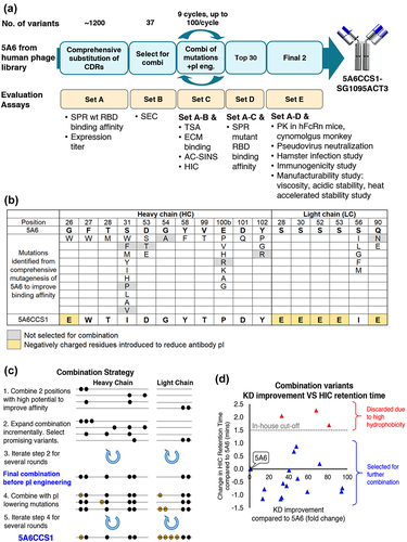 Figure 1. (a) Overview of antibody generation and engineering flow of 5A6. Diagram shows the multidimensional optimization of 5A6 to improve antigen-binding affinity, PK, and physicochemical properties. All antibodies were generated as IgG1 except for the final 2 antibodies. Evaluation of the final 2 antibodies was performed with the final Fc, SG1095ACT3. (b) List of heavy and light chain framework and CDR mutations in 5A6 identified during antibody engineering to generate 5A6CCS1. (c) Graphical illustration of the strategy employed for combination selection. Each row represents a unique antibody variant. Mutations introduced into the heavy or light chain during combination are represented by black dots. The Orange dots represent negatively charged amino acids introduced to lower the antibody pI. (d) Graph showing KD versus HIC retention time for combination variants during a particular iteration cycle. Each triangle represents one unique combination variant. Parental 5A6 marked in black is set as reference. Variants with HIC retention times exceeding the in-house cutoff mark were discarded.