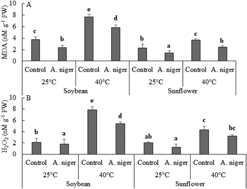 Figure 2. (A) Hydrogen peroxide (H2O2) and (B) lipid peroxidation (MDA) B in soybean or sunflower seedlings grown at 25°C and 40°C inoculated with and without A. niger. Data represent mean of biological triplicates. Similar bars labeled with different letters are significantly different (p < 0.05) as estimated by Duncan’s Multiple Range Test (DMRT).