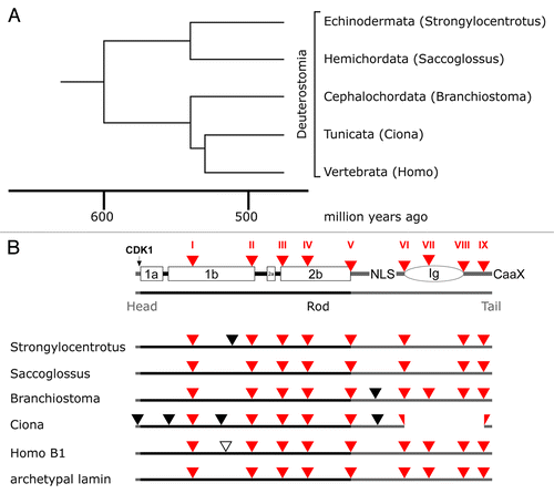 Figure 6. Lamin gene evolution in deuterostomes. Phylogenetic tree (A) and intron patterns (B) of deuterostome lamins. The tree and the time scale were taken from reference Citation69. Labeling in (B) is as described in the legend to Figure 4. The loss of the Ig domain in the tunicates can be explained by deletion of three exons.