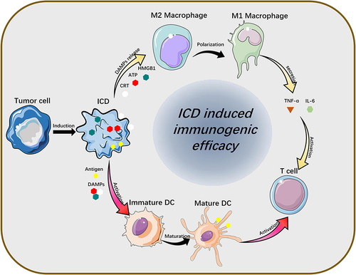 Figure 3 Release of ICD-associated DAMPs from tumor cells and their catalytic “functionalization” to immune cells.