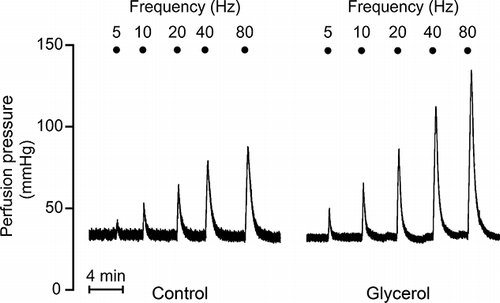 Figure 1. Representative traces of renal nerve stimulation (RNS)-induced vasoconstriction responses in control group and glycerol-treated rats.