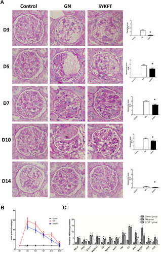 Figure 8 SYKFT improved the pathological changes in the kidney (A) Periodic acid-Schiff staining, 400x) and significantly reduced levels of urinary protein (B); mRNA expression of core targets among the control, GN, and SYKFT groups (C). (*p<0.05 versus the control group; #p<0.05 versus the model group).