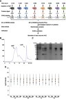 Figure 1 iTRAQ-based LC-MS/MS proteomic strategy to investigate a series of serum proteomes after radical resection. (A) Schematic view of the experimental design and the iTRAQ plex-labeling. Three recurrent HCC patients and 1 non-recurrent HCC patient were recruited and the serum samples of these 4 HCC patients have been collected at the timepoints of 1 month, 3 months, 6 months and 9 months after radical resection. Recurrent patients were referred to as Patients A, B and C and nonrecurrent patient as patient D. After depleting HAPs in the serum sample and protein digestion, the resultant peptide mixture was further labeled with chemicals from the iTRAQ kit. Equal amounts of labeled peptide mixture were then analyzed by 2D LC–MS/MS. (B) A chromatogram of MARS-Human 14 Multiple Affinity Removal System Column-based depletion. (C) SDS-PAGE analysis of serum samples before and after removal of HAP by MARS. LAP-1 and HAP-1 lanes were 5 μg of sample loading, LAP-2, HAP-2 and the serum lane was 10 μg loading. (D) Label-free analysis of 16 serum samples after the removal of HAPs by MARS. The black triangle is the median of protein concentration and the residual HAPs are marked as colored shapes.Abbreviations: iTRAQ, isobaric tags for relative and absolute quantitation; LC-MS/MS, multidimensional liquid chromatography-tandem mass spectrometry; HCC, hepatocellular carcinoma; HAPs, high abundance proteins; LAP, low abundance protein.