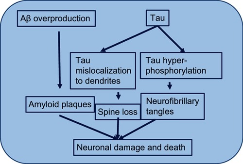 Figure 4 Hyperphosphorylationof τ.Note: Mechanism by which τ hyperphosphorylation leads to instability of the microtubule and finally microtubule subunits fall apart leading to formation of insoluble and big neurofibrillary tangles.Abbreviation: Aβ, amyloid β.