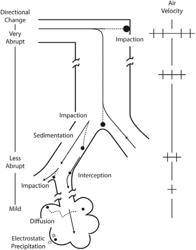 Figure 3 Factors influencing the deposition of inhaled particles in the respiratory tract.(Citation4) The mechanisms of particle deposition include: sedimentation from the gravitational settling of particles on the airway surfaces; impaction at airway bifurcations from the collision of particles in the airstream; and diffusion from brownian motion (random displacement of particles due to bombardment by air molecules causing small particles to come into contact with the airway walls).