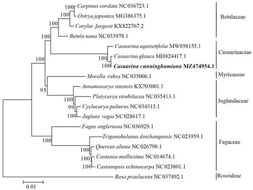 Figure 1. The phylogenetic tree was consturcted based on complete chloroplast genomes of 17 species from Fagales and one species from Rosoideae using Maximum-likelihood method. Numbers in the nodes are the bootstrap values from 1000 replicates.