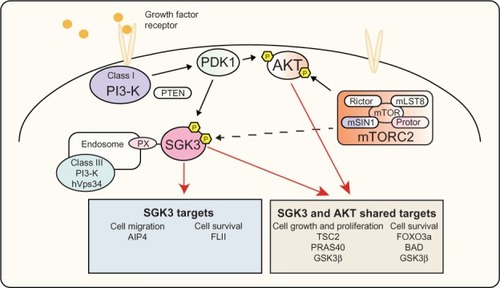 Figure 3 PI3-K signaling via SGK3 and AKT.Notes: Activation of PI3-K by growth factor receptors leads to phosphorylation of PDK1, subsequently leading to phosphorylation and activation of AKT and SGK3. Following activation these kinases have shown to regulate TSC2 and PRAS40, leading to activation of mTORC1, an important node in signaling to protein synthesis and cell growth. In addition, AKT and SGK3 regulate FOXO3a, BAD, and GSK3β, allowing regulation of cell survival. SGK3 is also able to regulate AIP4 and FLI-I, affecting cell migration and cell survival, respectively.Abbreviations: AIP4, atrophin-1 interacting protein 4; AKT, v-akt murine thymoma viral oncogene homolog; BAD, Bcl-2 associated death promoter; FLI-I, flightless-I; FOXO3a, forkhead transcription factor 3a; GSK3β, glycogen synthase kinase β; hVps34, class III PI3-K human vacuolar sorting protein 34; mTOR, mammalian target of rapamycin; mTORC1, mammalian target of rapamycin complex 1; mammalian target of rapamycin complex 2; PDK1, 3-phosphoinositide-dependent kinase 1; PI3-K, phosphoinositide 3-kinase; PRAS40, proline-rich AKT substrate of 40 kDa; PX, phox homology; SGK3, serum and glucocorticoid inducible kinase 3; TSC2, tuberous sclerosis factor 2; PTEN, phosphatase and tensin homolog; mLST8, MTOR associated protein LST8 homolog; mSIN1, mitogen-activated protein kinase associated protein 1.