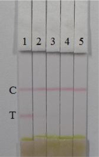 Figure 8. Results of ALD detection with colloidal gold immunochromatographic strip assay spiked in cucumber (n = 6). 1 = 0ppb, 2 = 10ppb, 3 = 20ppb, 4 = 50ppb, and 5 = 100ppb. C, control line; T, test line.