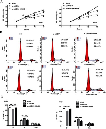 Figure 5 MK-2206 partially rescued the increased proliferation induced by ARID1A silencing in NPC cells. (A) MK-2206 inhibited proliferation in ARID1A-silenced NPC cells according to a CCK8 assay. (B and C) MK-2206 inhibited G1/S transition in ARID1A-silenced NPC cells according to flow cytometry. *P<0.05, **P<0.01, #P<0.001.Abbreviations: NPC, nasopharyngeal carcinoma; ARID1A, AT-rich interacting domain-containing protein 1A.