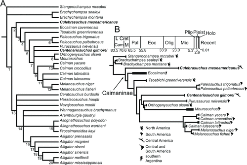 FIGURE 11 Cladograms generated from cladistic analysis of 75 characters for 32 taxa of Alligatoridae and three outgroup taxa. A, strict consensus cladogram of 1210 trees; B, 50% majority rule consensus cladogram from analysis of Caimaninae and their outgroup, placed in stratigraphic and geographic contexts. Black boxes indicate known stratigraphic occurrences.