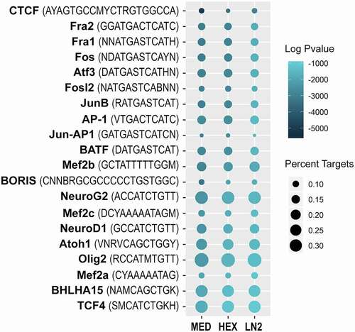 Figure 4. Motif analysis of the mouse ATAC-seq data. Dotplot shows top 20 transcription factor binding motifs in MED, HEX, and LN2 condition, with the MED condition used as a reference. Colours indicate log adjusted P values and dot size corresponds to percent target.