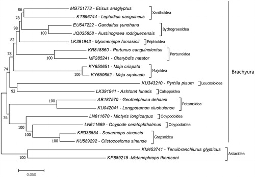 Figure 1. Phylogenetic relationships of that Etisus anaglyptus in the infraorder Brachyura due to amino acid sequences of mitochondrial protein coding genes. The mitochondrial genome data which belong to superfamilies of the infraorder Brachyura retrieved from GenBank. Maximum two species chosen as representative of brachyuran super families and the species belongs to the infraorder Astacidea chosen as representative of outgroup. For reconstruction of the phylogenetic tree maximum likelihood statistical method used and bootstrap method replicated 1000 times for the test of phylogeny.