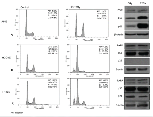 Figure 3. Cell cycle analysis of NSCLC cells 24 hours after exposure to AIR as assessed using flow cytometry. Right panels show Western blot expression of proteins involved in cell cycle (p53 and p21) and apoptosis (PARP). Actin was used as loading control.