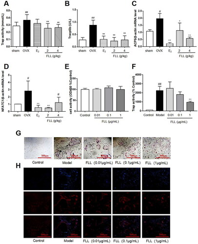 Figure 5. FLL inhibits osteoclastogenesis and function by downregulation of Trap activity and levels of Trap5b and NFATc1. (A,B) The levels of Trap activity and Trap-5b proteins in plasma markedly decreased after treatment with FLL (n = 10). (C,D) Trap mRNA expression in the OVX group was significantly higher than in the sham group. Estrogen and FLL suppressed the increase in ACP5 and NFATc1 mRNA expression. (n = 3). (E) Monocytes from bone marrow were cultured with M-CSF (2.5 µg/mL) and FLL 7 d before being subjected to CCK-8 assay. (F) The monocytes were treated with M-CSF (2.5 µg/mL) and RANKL (5 µg/mL) for 7 d and assessed by tartrate-resistant acid phosphatase (Trap). FLL (1 µg/mL) significantly suppressed Trap activity. (n = 6). (G,H) Monocytes were treated with M-CSF (2.5 µg/mL) and RANKL (5 µg/mL) for 7 d and stained for Trap and F-actin rings. #p < 0.05 compared with sham; ##p < 0.01 compared with sham; *p < 0.05 compared with OVX; **p < 0.01 compared with OVX (n = 3).