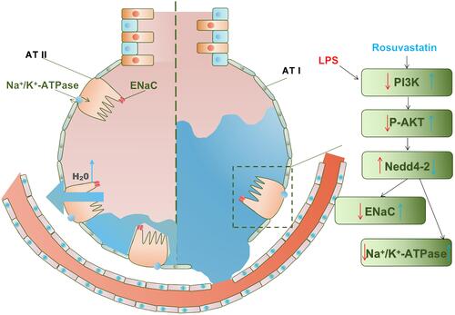 Figure 9 Effect of rosuvastatin on alveolar fluid clearance by up-regulating the expression of ENaC and Na, K-ATPase in vivo and in vitro. Rosuvastatin activates the PI3K/AKT/Nedd4-2 pathway to up-regulate the expression of ENaC protein, which locates at the top of alveolar type II epithelial cells, and promotes the active transport of sodium ions to the alveolar type II epithelial cells; at the same time, Rosuvastatin up-regulated the expression of Na, K‐ATPase protein in the basal layer of alveolar type II epithelial cells, actively transporting sodium ions to the interstitium of lung tissue, and the sodium ion concentration gradient formed in this process drives the transfer of water molecules from the alveolar cavity to the lung interstitium. Blue arrows indicate the effects of rosuvastatin. Red arrows indicate the effects of LPS. ATI-type I alveolar epithelial cell; ATII-type II alveolar epithelial cell.