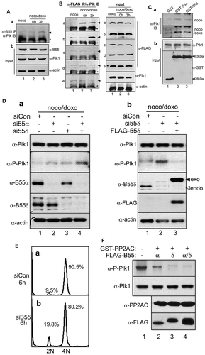 Figure 5. Plk1 phosphorylation is restored by the depletion of PP2A-B55α/δ during recovery after mitotic DNA damage. To examine in vivo interaction between PP2A-B55α/δ and Plk1 during DNA damage recovery, endogenous PP2A-B55 was immunoprecipitated with an anti-PP2A-B55 antibody and the bound Plk1 were detected by immunoblot analysis using the indicated antibodies (A). The bound Plk1 and IgG heavy chain of antibody used for IP are indicated with an arrowhead and asterisk, respectively. (B) FLAG-tagged PP2A regulatory subunits were ectopically expressed and immunoprecipitated with an anti-FLAG antibody. Bound endogenous Plk1 was detected by immunoblot analysis (α-FLAG IP/α-Plk IB). The bound Plk1 and IgG heavy chain of antibody used for IP are indicated with an arrowhead and asterisk, respectively. Amount of proteins used were detected by immunoblot analysis using the indicated antibodies (input). a, FLAG-PP2A-B55α; b, FLAG-PP2A-B55δ; c, FLAG-PP2A-B56α; d, FLAG-PP2A-B56β; e, FLAG-PP2A-B56γ. 1, mitotic cells; 2, immediately after doxorubicin treatment in mitotic cells (0h); and 3, cells regrown in fresh media for recovery from mitotic DNA damage for 3 h (3h). (C) In vitro protein-binding analysis of GST-tagged PP2A-B55α/δ and Plk1. Bound Plk1 was detected by an anti-Plk1 antibody (a), and the amount of proteins used was detected by the indicated antibodies (b). 1, GST only; 2, GST-B55α; and 3, GST-B55δ. (D) The effect of depletion of PP2A-B55α/δ on Plk1 modification. Plk1 phosphorylation was restored by depletion of PP2A-B55α/δ during 6 h of recovery from mitotic DNA damage (a), and the restoration of phosphorylation was rescued by ectopic expression of PP2A-B55δ (b). In part b, closed and open arrowheads indicate exogenous FLAG-B55δ protein and endogenous B55δ, respectively. (E) Cell division was recovered and G1 population increased during recovery from mitotic DNA damage for 6 h by simultaneous depletion of B55α and B55δ. DNA contents are indicated as 2N and 4N. (f) In vitro phosphatase assay. HeLa cells were transfected with FLAG-B55α and/or FLAG-B55δ. Proteins were immunoprecipitated by the anti-FLAG antibody and were subjected to an in vitro phosphatase assay as described in the Materials and methods.