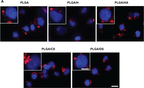 Figure 8 Fluorescent micrographs (A) and fluorescence-activated cell-sorting histogram (B) demonstrating uptake of glycosaminoglycan-functionalized poly-lactide-co-glycolide (PLGA) nanoparticles (NPs) by human pulmonary microvascular endothelial cells (HPMEC) after 4 hours of incubation (n=3).Notes: *P<0.05 between PLGA and PLGA/HA. **P<0.005 between PLGA and PLGA/CS. ##P<0.005 between PLGA and PLGA/H. Scale bar: 20 μm for low magnification and 10 μm for high magnification (inset).Abbreviations: PLGA/CS, poly-lactide-co-glycolide functionalized with chondroitin sulfate; PLGA/DS, poly-lactide-co-glycolide functionalized with dermatan sulfate; PLGA/H, poly-lactide-co-glycolide functionalized with heparin; PLGA/HA, poly-lactide-co-glycolide functionalized with hyaluronic acid.