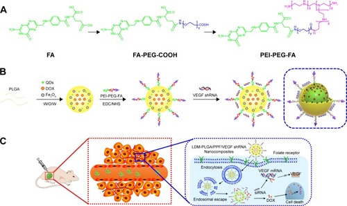 Figure 1 Schematic illustration of the synthesis procedure of LDM-PLGA/PPF/VEGF shRNA nanocomposites for codelivery of DOX and VEGF shRNA in EMT-6 tumor models.Notes: (A) The preparation process of PEI-PEG-FA. (B) The construction of PLGA-based polymeric nanoparticles using a double emulsion solvent evaporation method. (C) The transport process of LDM-PLGA/PPF/VEGF shRNA nanocomposites and inhibition of tumor growth through cellular uptake via endocytosis, endosomal escape, intracellular VEGF shRNA, and DOX release.Abbreviations: DOX, doxorubicin; PLGA, poly(d,l-lactic-co-glycolic acid); PEI-PEG-FA, polyethyleneimine premodified with polyethylene glycol-folic acid; PPF, PEI-PEG-FA; shRNA, small hairpin RNA; VEGF, vascular endothelial growth factor; siRNA, small interfering RNA; QDs, quantum dots; EDC, N-(3-dimethylaminopropyl)-N′-ethylcarbodiimide hydrochloride; NHS, N-hydroxysuccinimide.