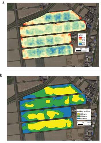 Figure 1. Example of normalized difference vegetation index (NDVI)-based site specific fertilizer management. NDVI-map can be generated using the planet satellite imagery for the field growing crops (https://www.planet.com/) (A). Blue color indicates high NDVI, while red color indicates low NDVI value. According to the NDVI-value, fertilizer level was decided at 280 (yellow), 350 (green) and 420 (blue) Kg/ha (B). Images were taken from wheat field (Kaizu, Gifu, Japan) for designing for variable-rate fertilizer application