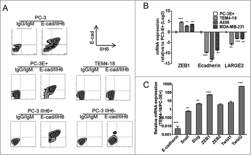 Figure 1. Correlation of E-cadherin and functional glycosylation of αDG in cancer cell lines. (A): Flow cytometry analysis of PC-3 and its derivatives stained with anti-E-cadherin and IIH6. (B): Levels of ZEB1, E-cadherin and LARGE2 mRNA in E-cadherin/IIH6 double negative lines, relative to those in the PC-3E+ line. mRNA levels were measured by qRT-PCR. (ANOVA; *, P < 0.05; **, P < 0.01; ***, P < 0.001). (C): Relative expression of the E-cadherin and EMT transcription factor mRNAs in TEM4-18 compared to PC-3E+ cells, as assessed by qRT-PCR. E-cad, E-cadherin. (Student's t-test; *, P < 0.05; **, P < 0.01; ***, P < 0.001).