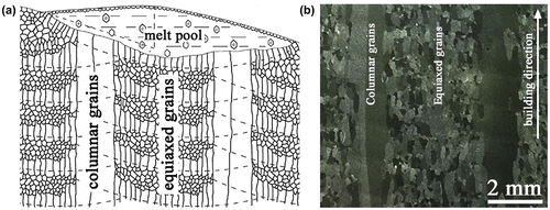 Figure 5. Formation of the ‘steel-bar reinforced concrete-like’ mixed grain structure composed by coarse continuous columnar grains and fine equiaxed grain during the layer-by-layer additive manufacturing. (a) Schematic illustration, (b) optical micrograph (from [Citation28]).