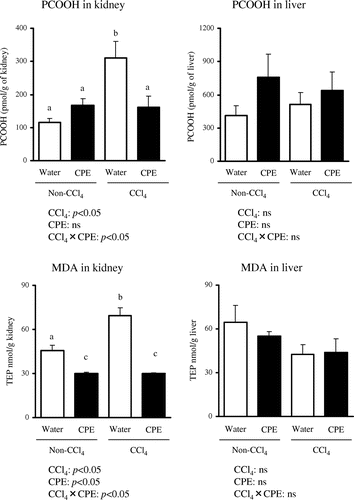 Fig. 1. Hepato-renal PCOOH and MDA levels in rats administered CPE (500 mg/kg body weight) for 7 days and given i.p. injection of CCl4 (1200 mg/kg body weight) 2 h before sacrifice.Notes: PCOOH and MDA levels were measured with LC techniques as described in Materials and Methods. Data points represent the mean ± SEM. Asterisks denote statistical differences (p < 0.05, two-way ANOVA). Different letters denote statistical difference (p < 0.05, Tukey test).