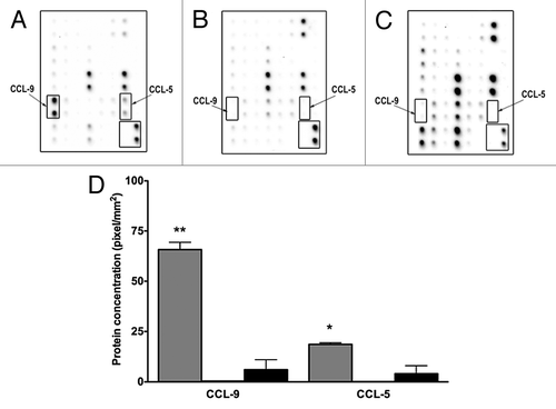Figure 3. D1 mesenchymal stem cell conditioned media contains higher CCL-5 and CCL-9 concentrations than conditioned media collected from NMuMG mammary epithelial and 4T1 tumor cells. Higher concentrations of CCL5 and CCL9 were detected in CM collected from mesenchymal stem cells (D1) (A), than in CM obtained from mammary epithelial cells (NMuMG) (B) and mammary tumor cells (4T1) (C) using cytokine protein arrays. This increase was semi-quantified (D) in CMs collected from D1 (gray bars), and in 4T1 (black bars) cells. Both CCL5 AND CCL9 expressions were very low in NMuMG conditioned media (below the detection limit, not shown). Data were analyzed by one-way ANOVA and differences between treatment groups tested using the Student Newman–Keuls post-hoc test. *P < 0.05, **P < 0.01 compared with 4T1 conditioned media.