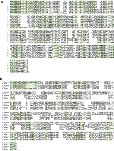 Figure 2. Variation in the amino acid sequences of FimA and Mfa1. The amino acid sequences of fimA (a) and mfa1 (b), as visualized using WebLogo, are shown. The alignment of the sequences is shown for each of eight fimA genotypes (a) and five mfa1 potential genotypes (b). Based on the phylogeny in Figure 1(b), the mfa1 genotypes 70 and 53 are divided into the clusters of each species. The cluster of P. gulae type 53 is further divided into putative subtype-a and subtype-b, which represent the upper and lower phylogroup, respectively, in Figure 1(b). The alignment is shown from the amino acid position 1 of N-terminal end to the last of C-terminal end, and for each 100 amino acids. In each genotype, the variation in amino acids at each position is indicated by the proportion of vertical length of characters. In particular strains, the absence of amino acids at a position is indicated by the width of characters. The positions where only a single amino acid exists among genotypes are colored.