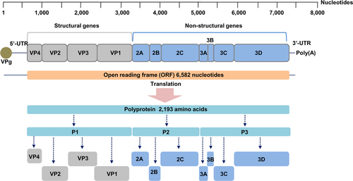 Fig. 1 Enterovirus RNA genome organization and processing pattern of the polyprotein
