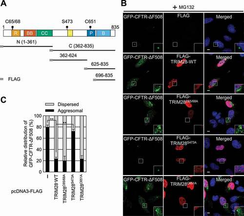 Figure 4. The S473 residue is responsible for TRIM28-mediated inhibition of aggresome formation. (A) A schematic diagram of the TRIM28 protein. The mutation sites are indicated by solid circles. Deletion variants of TRIM28 with the N-terminal FLAG-tag are also indicated. R, RING domain; BB, two B-box-type zinc finger domains; CC, coiled-coil motif; H, HP1-binding domain; P, PHD domain; and B, bromodomain. (B) Immunostaining of GFP-CFTR-ΔF508 and FLAG-TRIM28, either WT or its variant. HeLa cells stably expressing GFP-CFTR-ΔF508 were transiently transfected with a plasmid expressing FLAG, FLAG-TRIM28-WT, or its variant. Two days later, the cells were treated with MG132 for 12 h before fixation. The cells were stained with the anti-GFP antibody (green) and an anti-FLAG antibody (red). Nuclei were stained with DAPI (blue). Scale bar: 10 μm; n = 3. (C) Relative distribution of GFP-CFTR-ΔF508. Relative percentages were determined by counting the cells containing either the aggresome or the dispersed aggregates of GFP-CFTR-ΔF508 in the immunostaining images. To accurately assess the effect of exogenously expressed FLAG-TRIM28, only the cells expressing both GFP-CFTR-ΔF508 and exogenous FLAG-TRIM28 were counted. Two-tailed, equal-sample variance Student’s t test was carried out to calculate the P values. **, P < 0.01