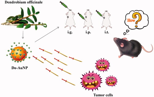 Figure 1. Conceptual diagram of Do-AuNP effect in vitro and in vivo (intragastric gavage (i.g.), intraperitoneal (i.p.), or intratumoral injection (i.t.)).