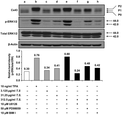 Fig. 5. Effects of the Tiglium seed extract on phosphorylation of Cx43 and ERK1/2 in WB-F344 cells.Notes: The cells were pretreated with 10 μM MEK inhibitor U0126, 50 μM ERK inhibitor PD98059 and 10 μM PKC inhibitor BIM I for 30 min prior to the treatment with 312.5 μg/mL Tiglium seed extract for 1 h. Representative Western blot and quantitative analysis. (a) Control; (b) 10 ng/mL TPA; (c) 3.125 μg/mL Tiglium seed extract (T.S.); (d) 31.25 μg/mL Tiglium seed extract; (e) 312.5 μg/mL Tiglium seed extracts; (f) 10 μM U0126 + 312.5 μg/mL Tiglium seed extract; (g) 50 μM PD98059 + 312.5 μg/mL Tiglium seed extract; (h) 10 μM BIM I + 312.5 μg/mL Tiglium seed extract.