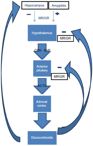 Figure 1 Hypothalamic–pituitary–adrenal axis.