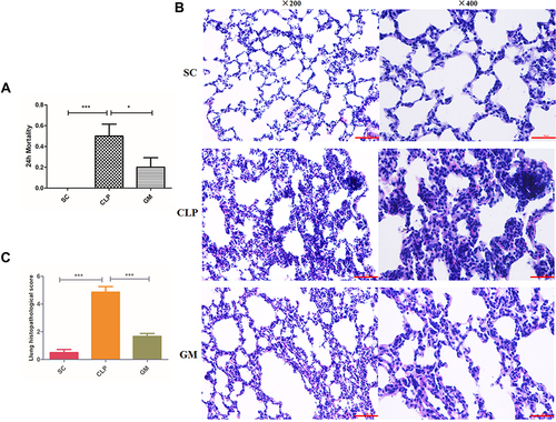 Figure 6 (A) The mortality rate in the SC, CLP, and GM groups at 24 h after operation; Comparison with CLP, *P < 0.05, ***P < 0.001. (B) The histopathological section of the lung tissue in the SC, CLP, and GM groups, respectively (bar = 100 μm). (C) The lung histopathological scores in the SC, CLP, and GM groups; Comparison with CLP, ***P < 0.001.