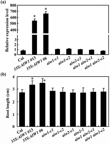 Figure 4. Root elongation of the 35S:AIW1 transgenic plants, the aiw1 and aiw2 single and the aiw1 aiw2 double mutant seedlings. (a) Expression of AIW1 in Col wild type, the 35S:AIW1 transgenic plants, the aiw1 and aiw2 single and the aiw1 aiw2 double mutants. Total RNA was isolated from 12-day-old seedlings, and qRT-PCR was used to examine the expression of AIW1. ACT2 was used as an inner control, and the expression of AIW1 in the Col wild type was set as 1. Data represent the mean ± SD of three replicates. *Significantly different from that in the Col wild type (p < .0001). (b) Primary root length of 8-day-old seedlings of the Col wild type, the 35S:AIW1 transgenic plants, the aiw1 and aiw2 single and the aiw1 aiw2 double mutants. Sterilized seeds were plated on 1/2 MS plates, the plates were kept at 4°C and in darkness for 2 days before transferred to and grown vertically in a growth room. Root length of the seedlings was measure 8 days after the transfer, and average root length was calculated. Data represent the mean ± SD of 25–31 seedlings. *Significantly different from the Col wild type (p < .0001).