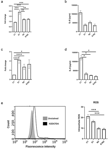 Figure 4. The impact of ELMO1-NOD2 interaction in bacterial clearance and inflammation in macrophages after AIEC-LF82 infection. a. J774 cells were infected with AIEC-LF82 for 1 h, after which extracellular bacteria were killed by gentamicin treatment. Cells were incubated for 12 h, then lysed, serially diluted, and plated for colony-forming units (cfu). For bacterial survival at 12 h, the cfu at 12 h were normalized to the cfu of bacterial entry at 1 h for each of the respective macrophages. The graph represents the fold change in the bacterial survival, at 12 h calculated by considering bacterial survival of C1 as 1 and the relative bacterial survival in other cells are compared to C1. b. The level of pro-inflammatory cytokines (IL-6) secreted in supernatants collected at end of 12 h from “A.” c. Murine macrophages were exposed to SL1344 for 1 h, after which extracellular bacteria were killed by gentamicin treatment. Cells were incubated for 12 h, then lysed, serially diluted, and plated for cfu. For bacterial survival at 12 h, the cfu at 12 h were normalized to the cfu of bacterial entry at 0 min for each of the respective macrophages. The graph represents the fold change in the bacterial survival, at 12 h calculated by considering bacterial survival of C1 as 1 and the relative bacterial survival in other cells are compared to C1. d. the level of pro-inflammatory cytokines (IL-6) secreted in supernatants collected at end of 12 h from “C.” e. J774 macrophages were infected with AIEC-LF82 infection for 30 min, followed by treatment with high gentamicin and 1 µM H2DCFDA for 60 min. Cells were then washed and analysed on a flow cytometer for detection of total cellular ROS. Bar graph on right show percent of cells expressing ROS, data is displayed as mean ± SEM. Graph shows transcript levels after infection.Results shown are mean ± SEM as determined by Mann–Whitney U test. p value is considered significant if the value < 0.05, < 0.01 < 0.001 and < 0.0001 represented as *, **, *** and **** respectively.