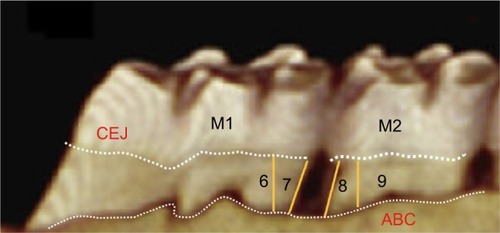 Figure 3 Diagram indicating the positions of the key study region of maxillary molar teeth in rats at positions 6, 7, 8, and 9.